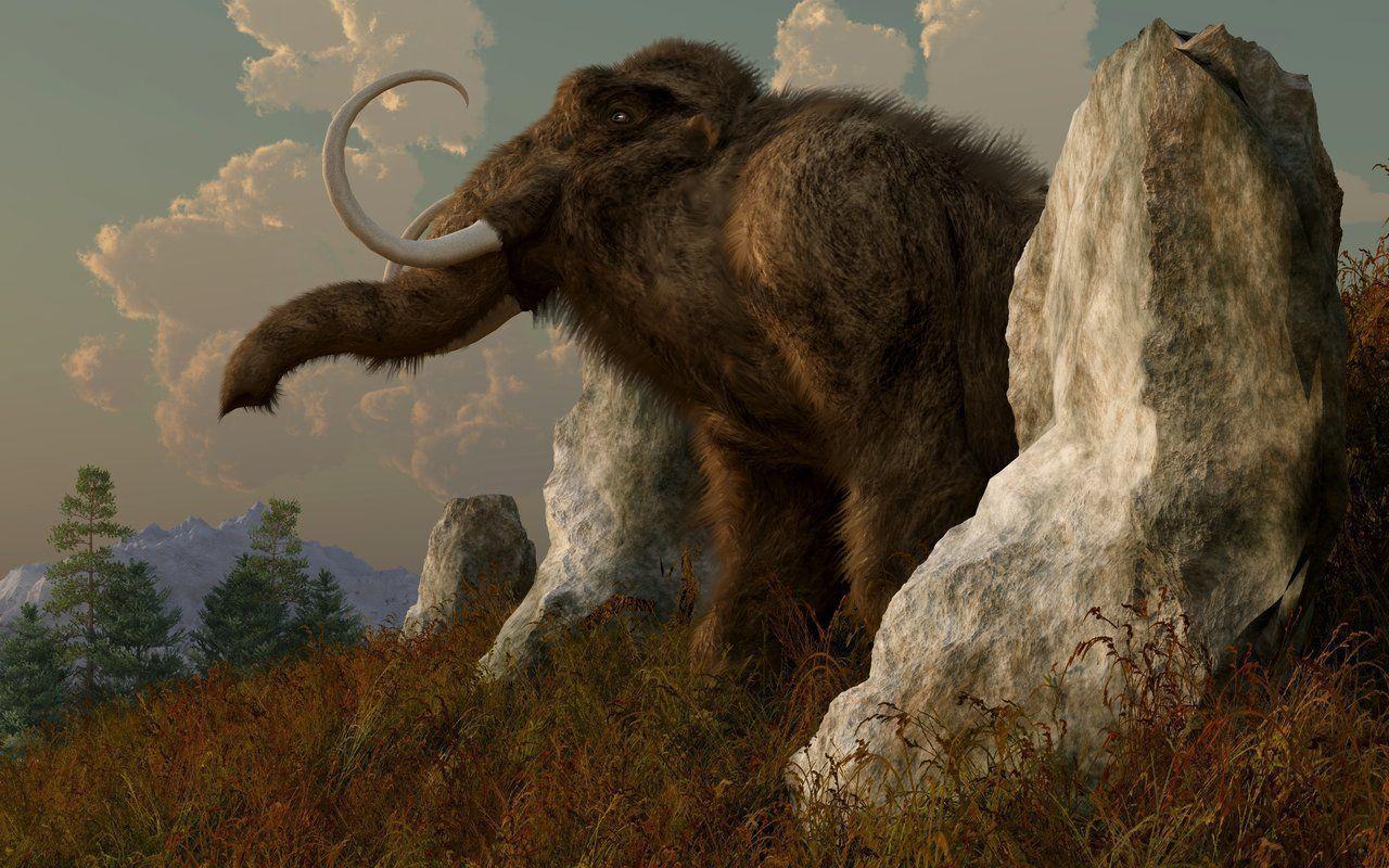 Woolly Mammoth HD Wallpaper