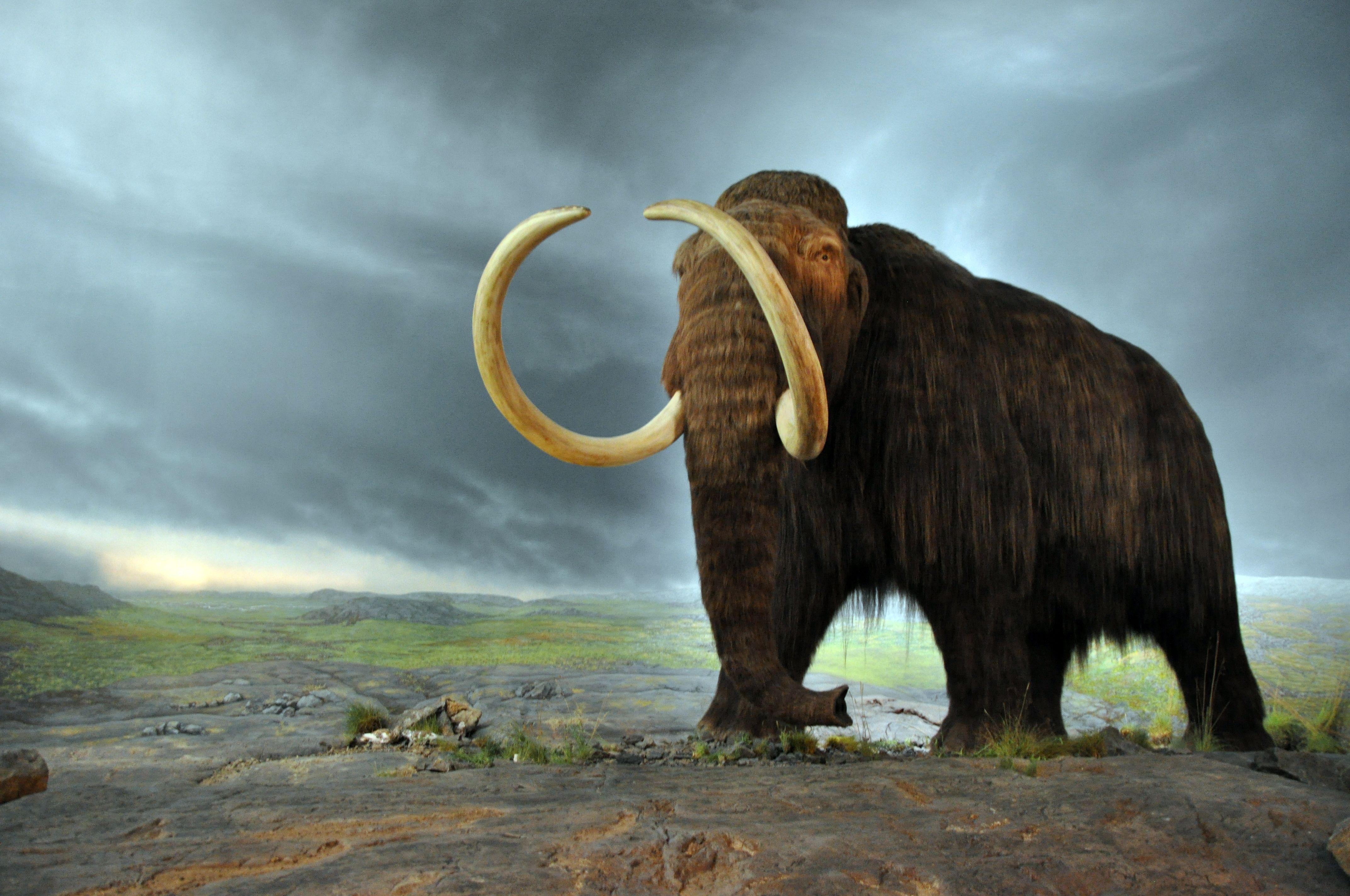 Mammoth HD Wallpaper