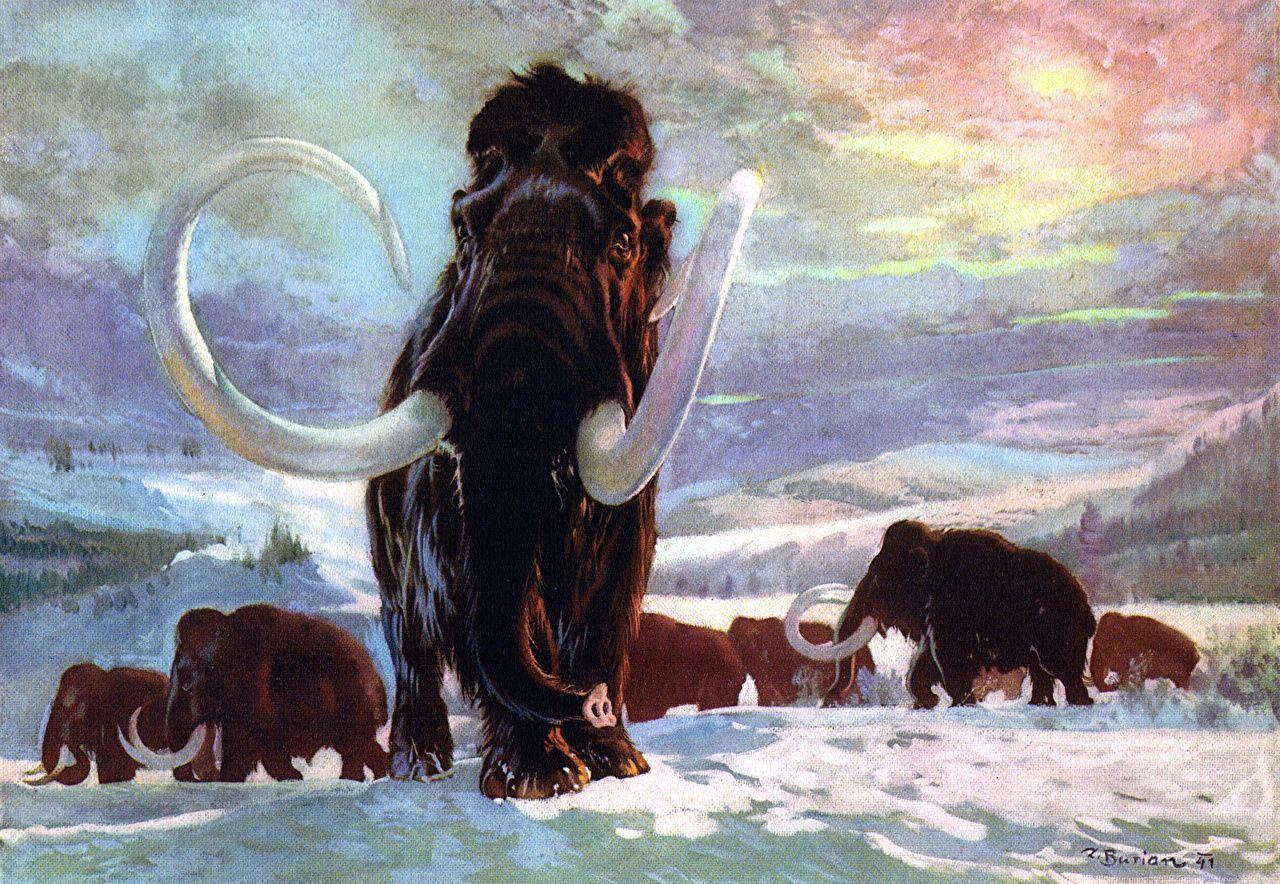 Mammoth Animals Ancient animals