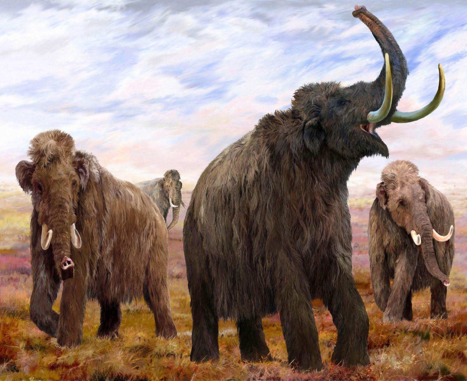 Woolly Mammoth Wallpapers.