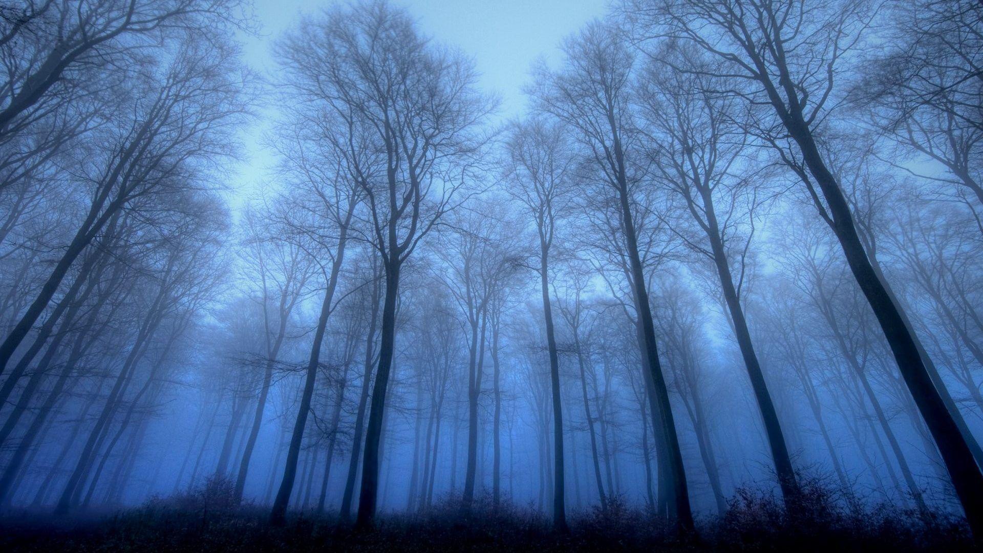 January 22, 2017 wallpaper: Forests Leaves Nature Snails