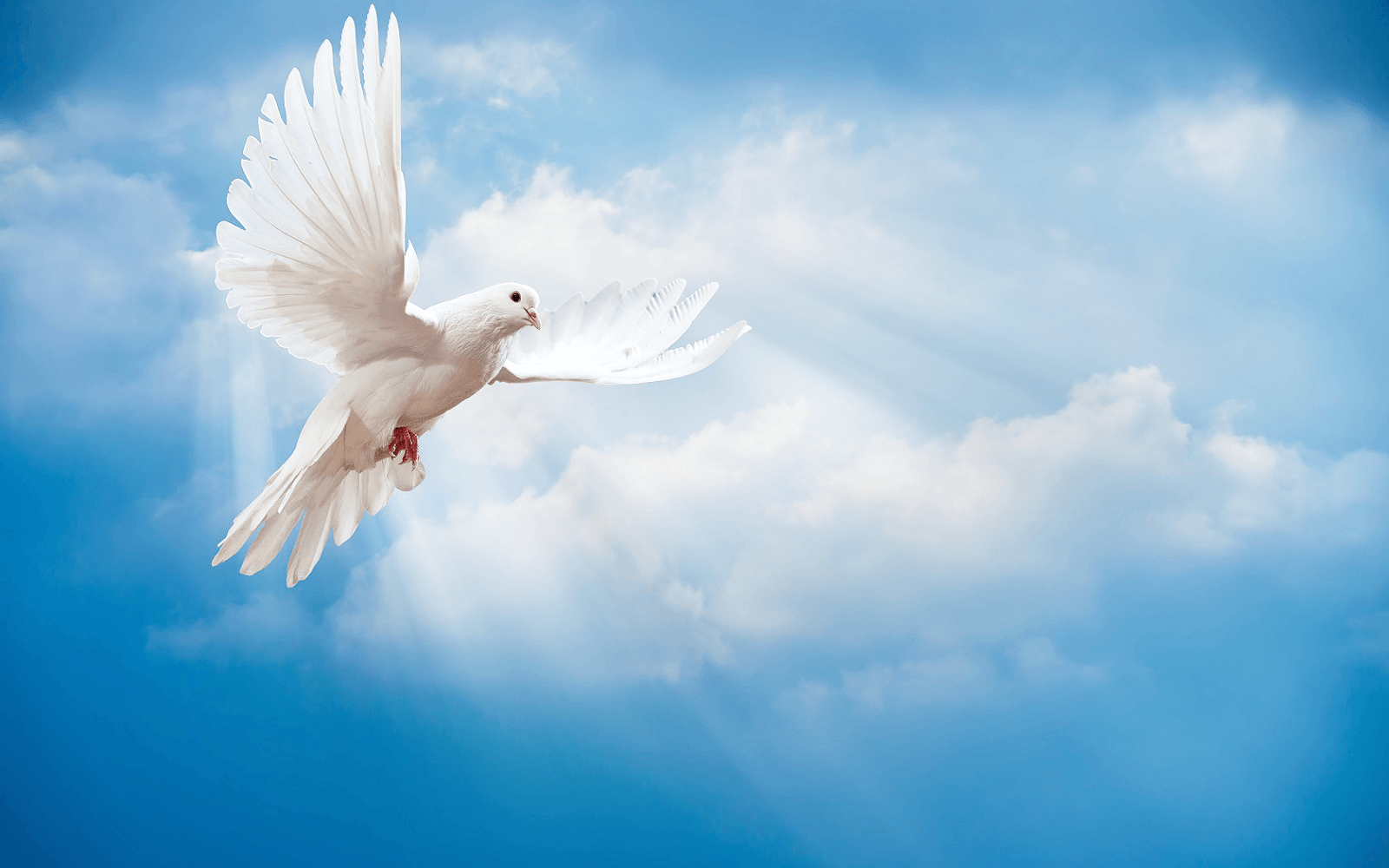 Beautiful photo of a white dove. HD Animals Wallpaper