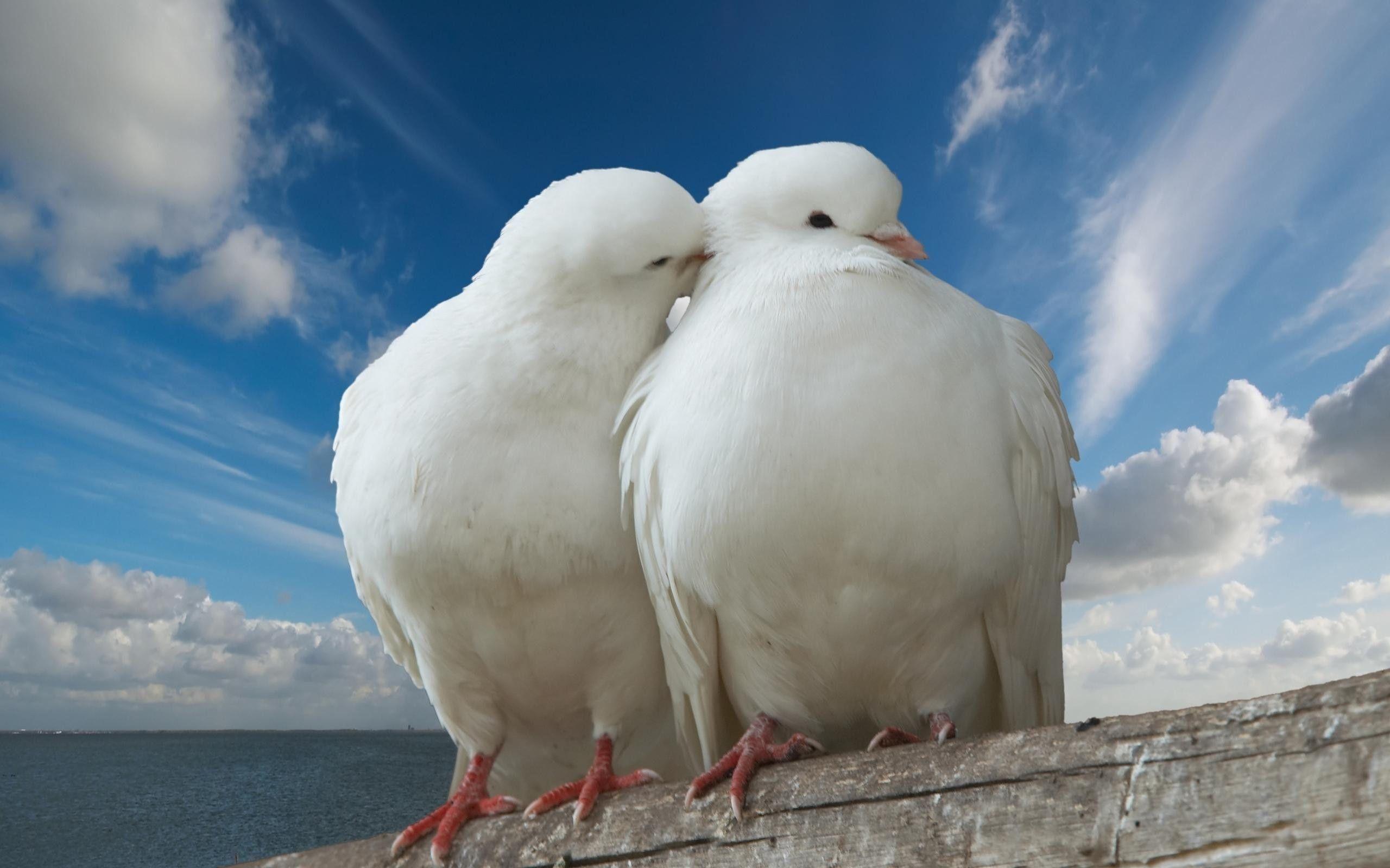 Two Beautiful White Dove Doing Romance Love Wallpaper