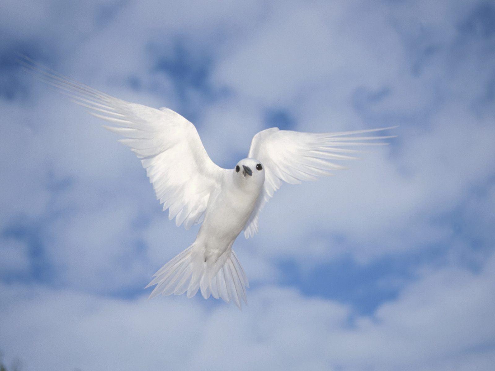 best image about Doves. Pentecost, Holy spirit