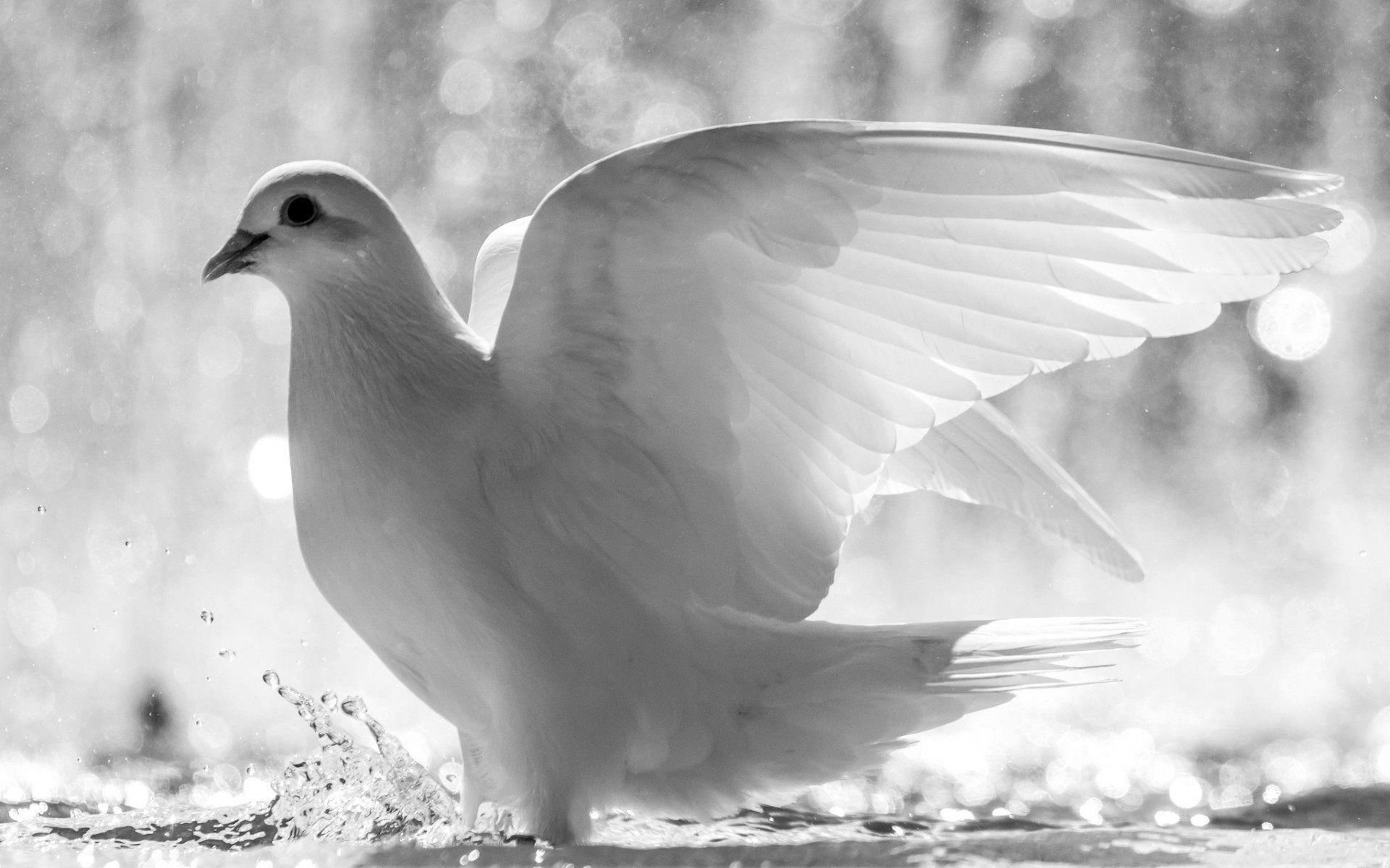 White Dove Symbol