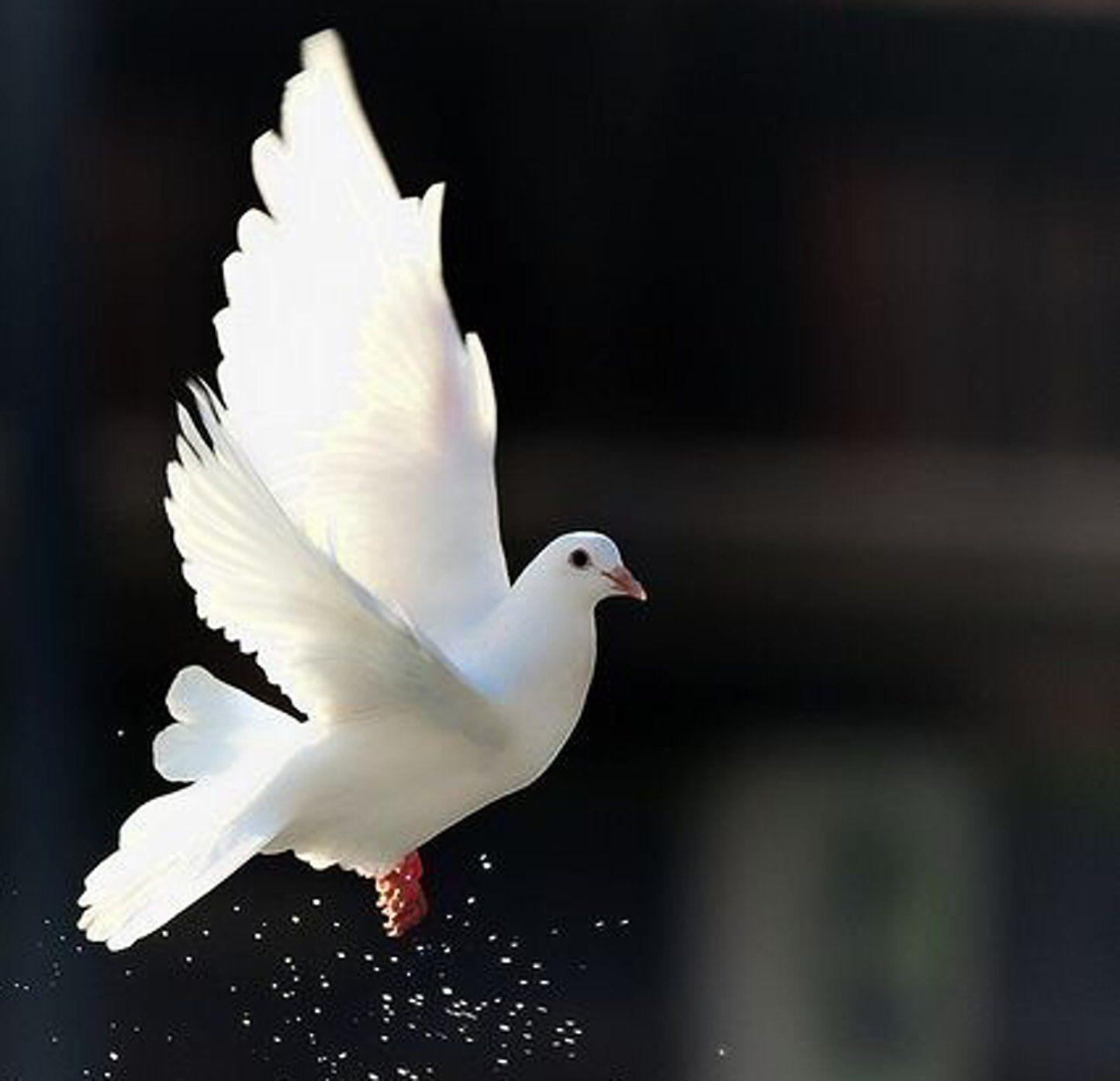 Doves Wallpapers - Wallpaper Cave