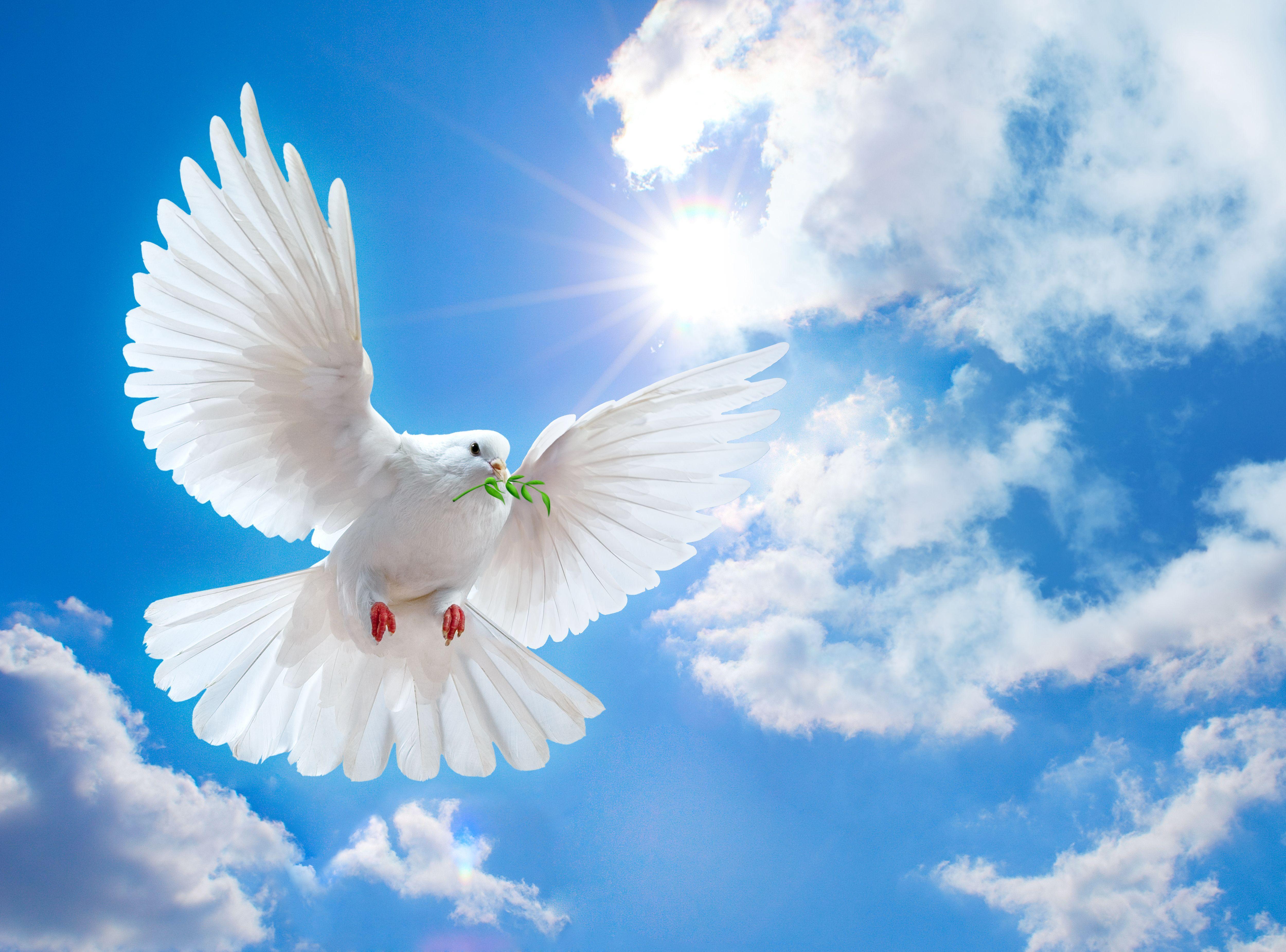 Best Image About Dove Of Peace Holy Spirit
