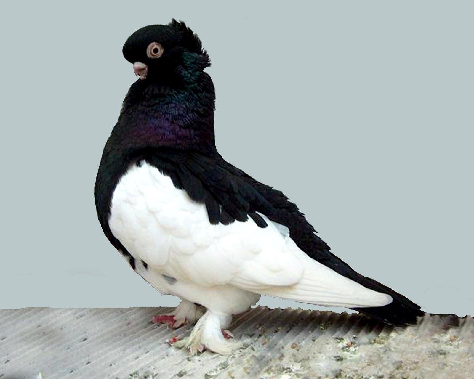 Black And White Bird Pigeon Pics HD Wallpaper. Black And White