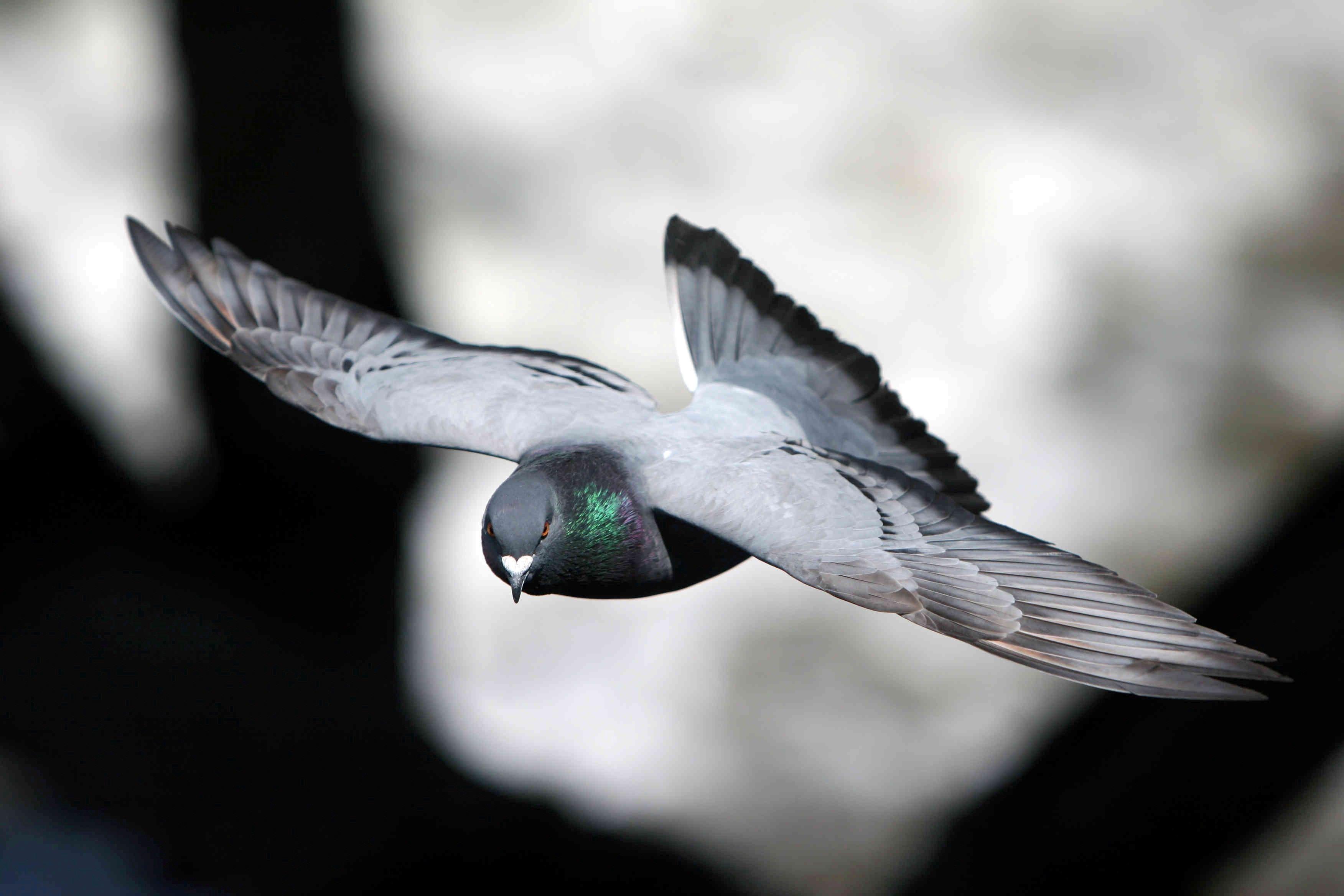 Flying Homing Pigeon Wallpaper
