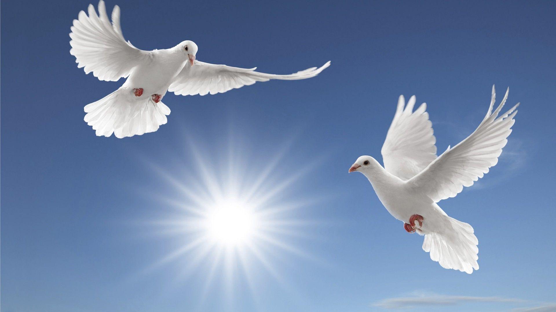 White Doves Sun Rays Tsoncheva Blue Sky And White Cloud Desktop HD