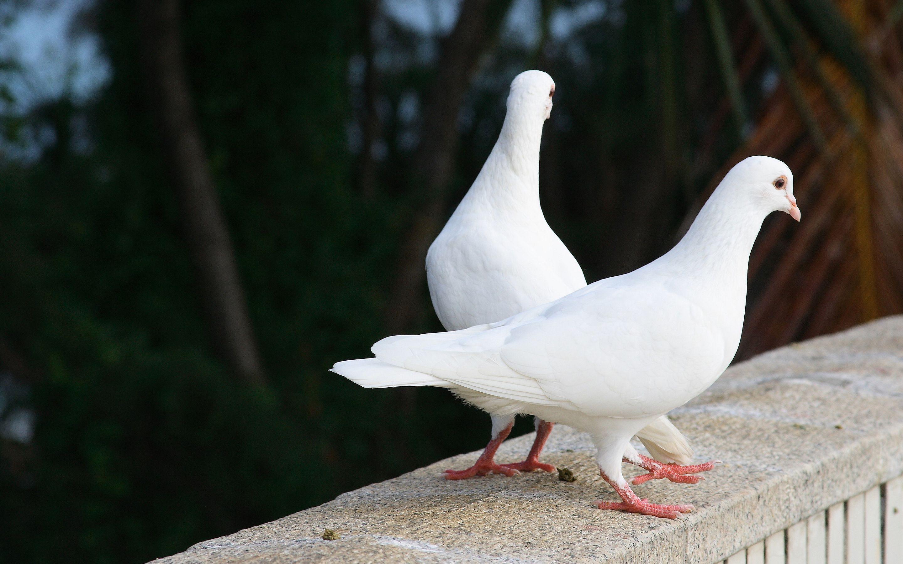White pigeon doves Wallpaper