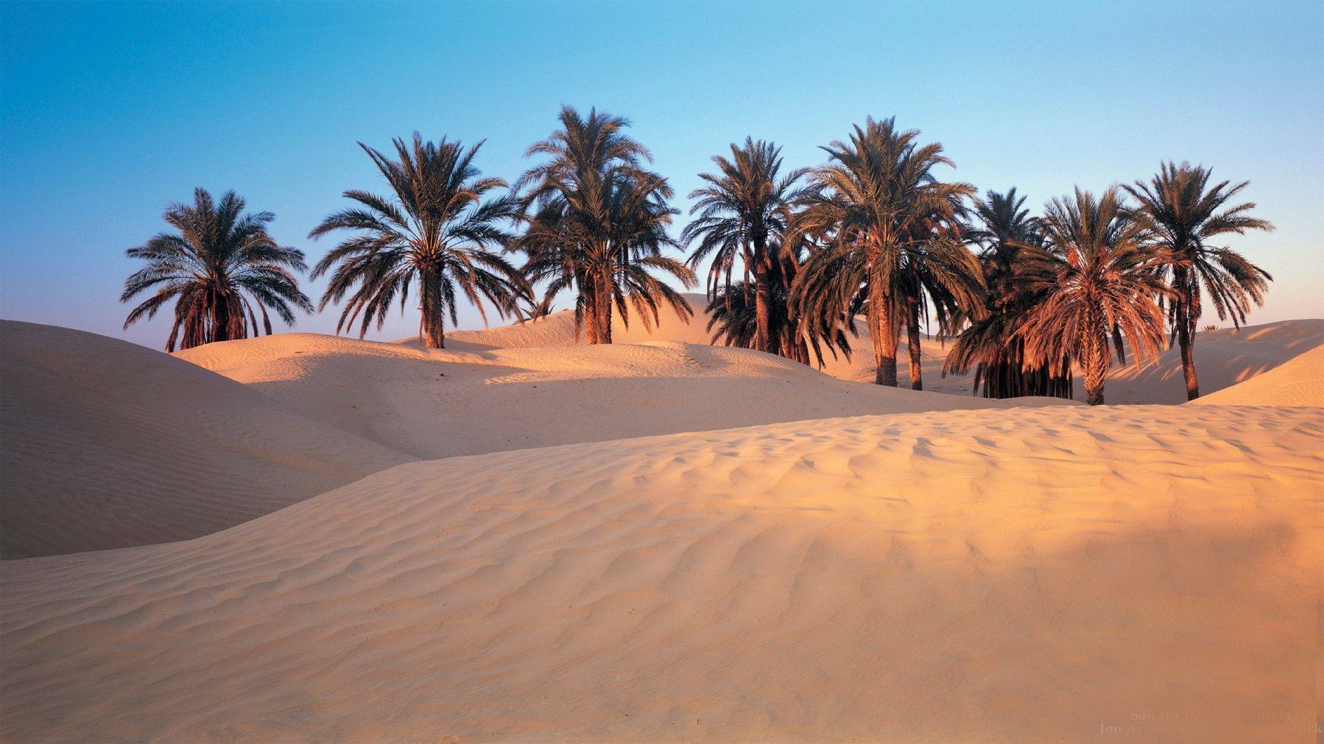 пальмы египта