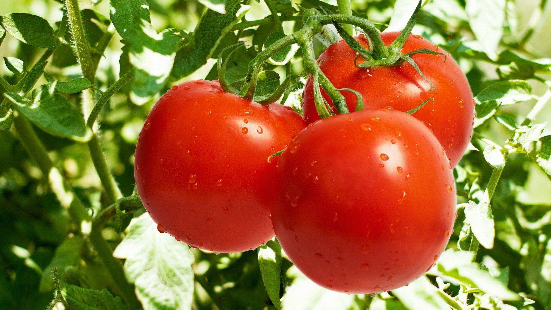 Tomato HD Wallpaper and Background Image