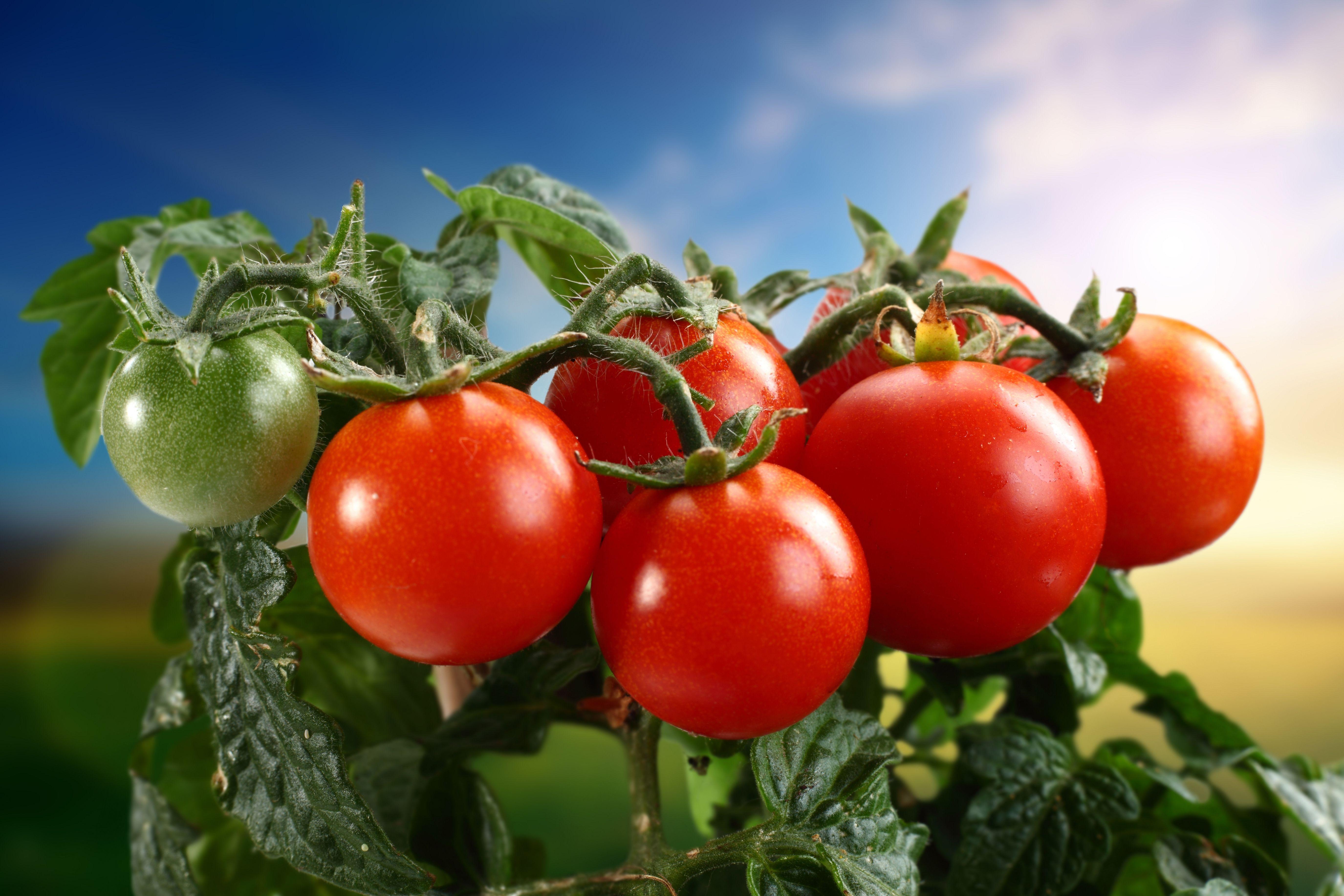 Tomato Wallpaper Image Photo Picture Background
