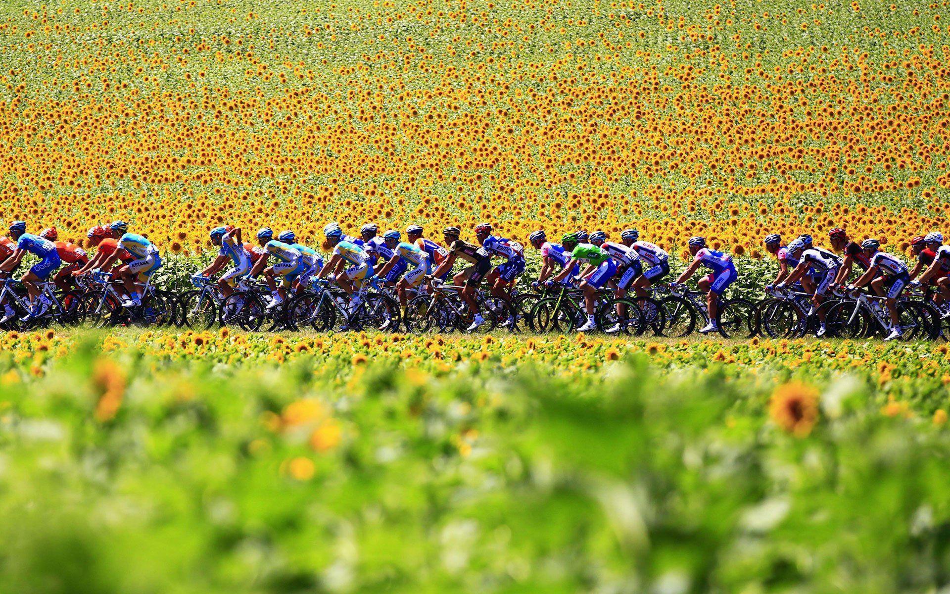 Tour De France Sunflowers Wallpaper