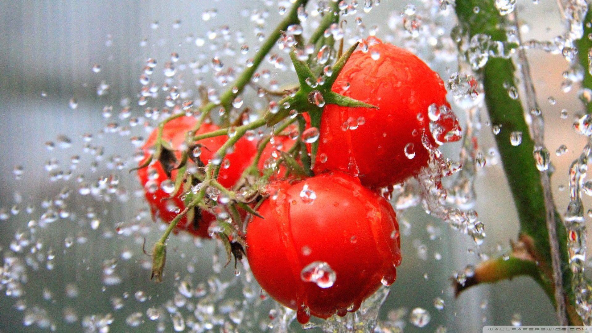 The Tomato Shower HD desktop wallpaper, High Definition