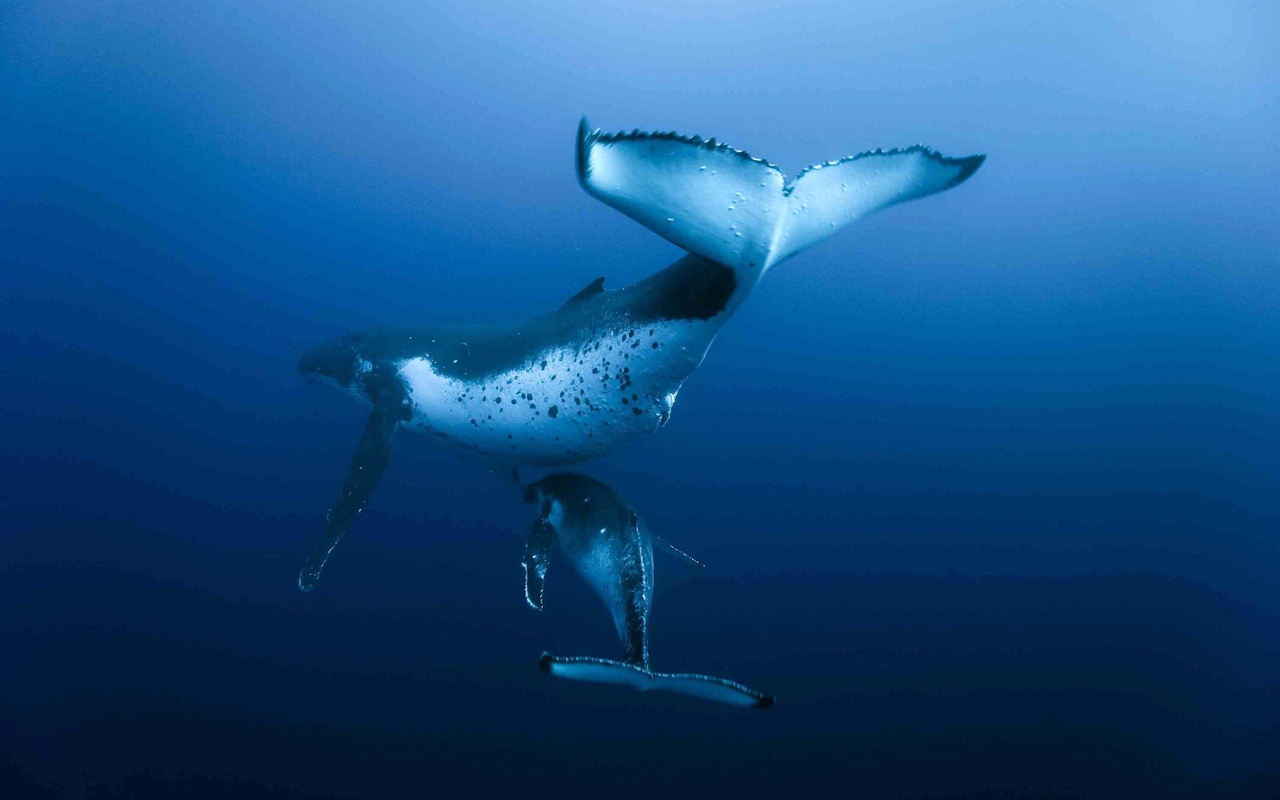Whale HD Wallpaper and Background Image