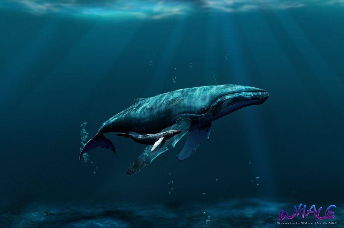 23995 Whale Wallpaper Images Stock Photos  Vectors  Shutterstock