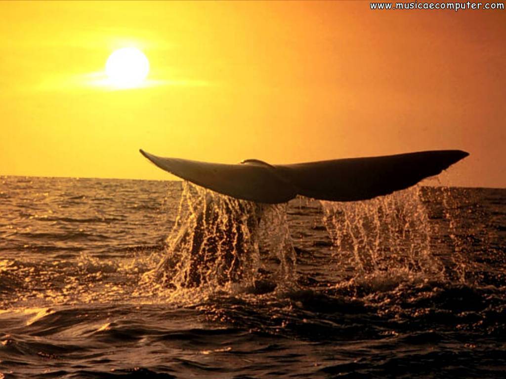 Whales Wallpaper