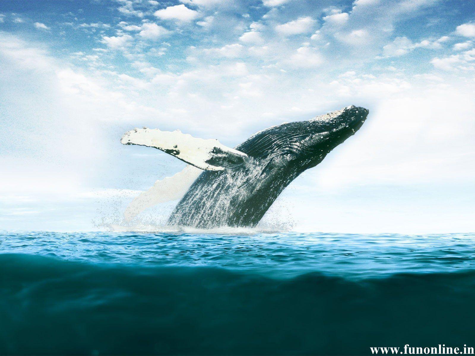 Blue Whale HD PC Wallpaper 12010