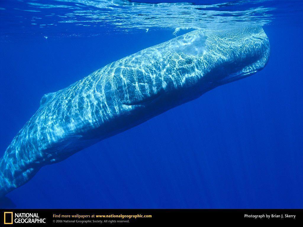 Sperm Whale Picture, Sperm Whale Desktop Wallpaper, Free