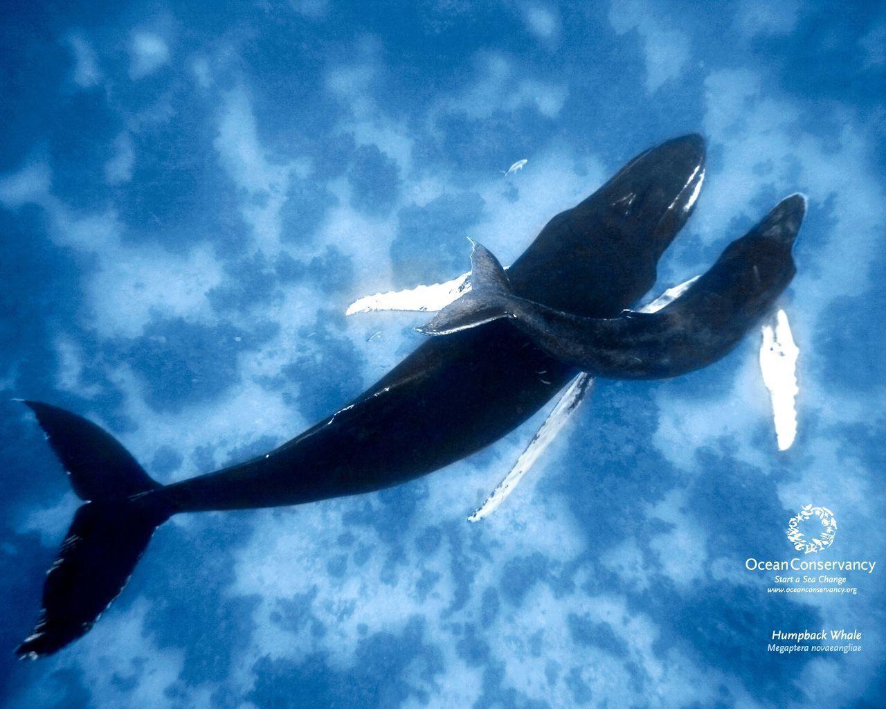 Humpback Whale Desktop Wallpaper