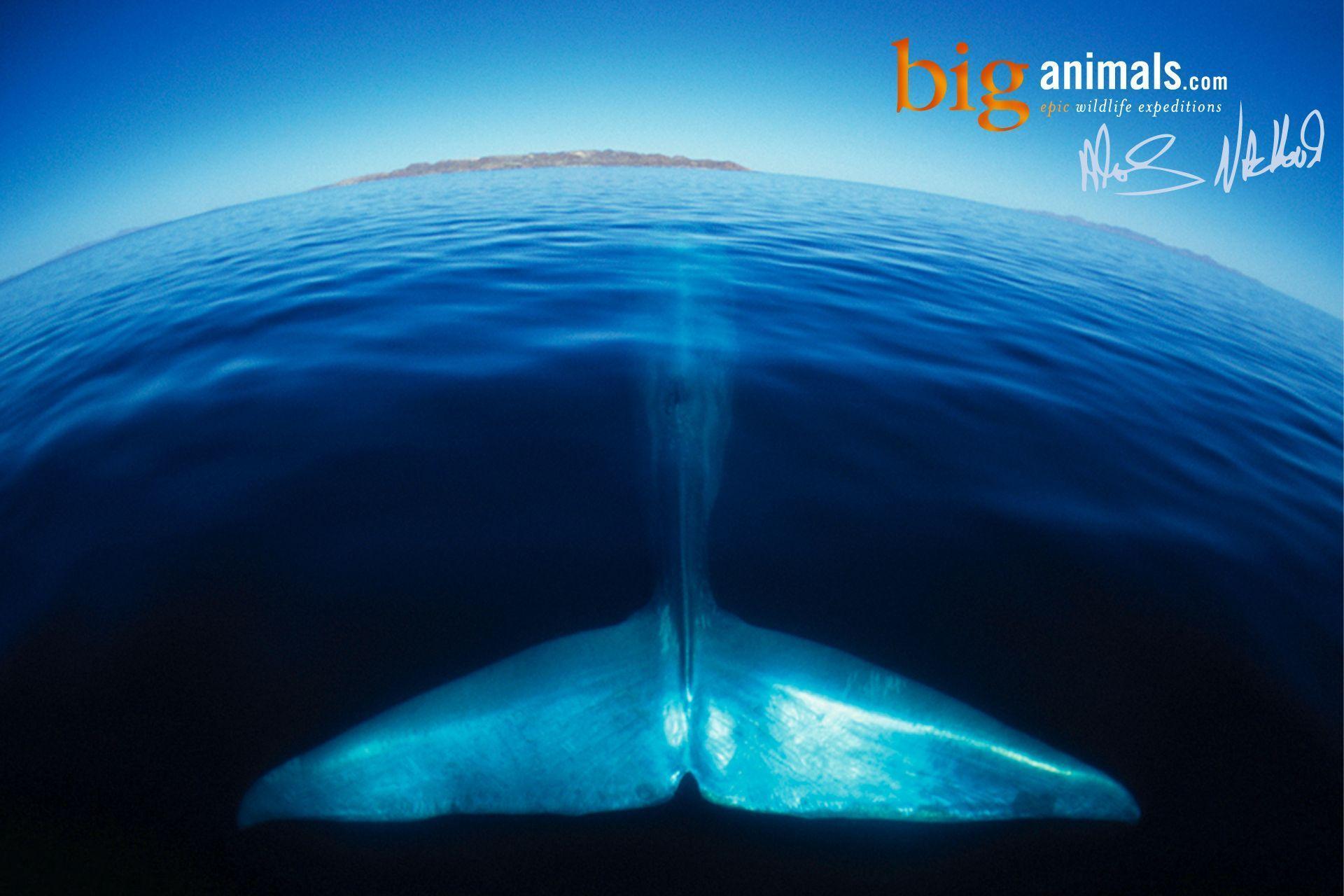 Humpback Whale HD Wallpaper