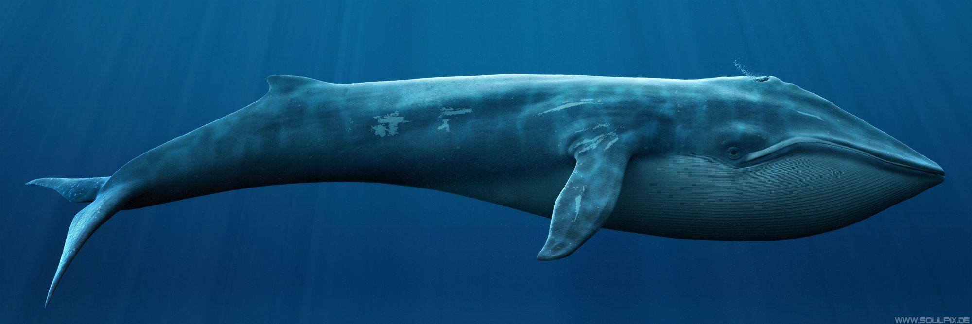 Blue Whale HD Desktop Background Wallpaper. Whales