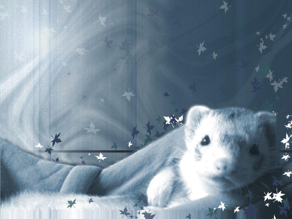 Cute Ferret Wallpaper