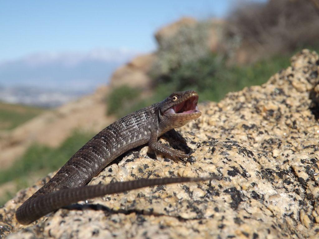 Field Herp Forum • View Topic Winter Early Spring