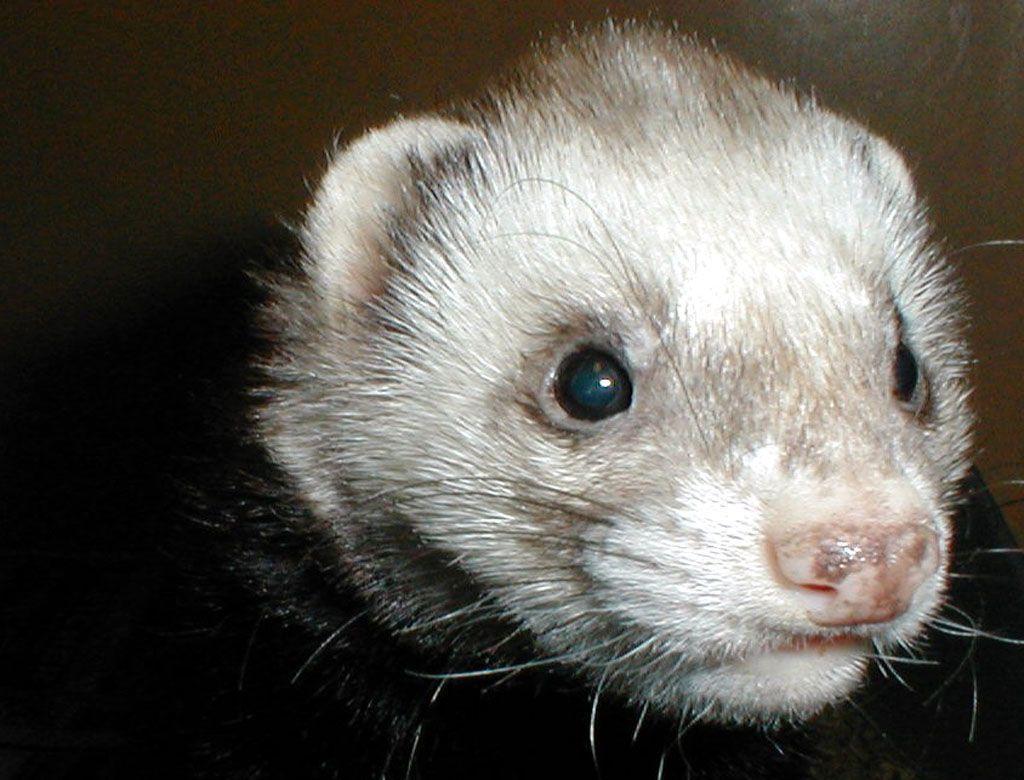 Black Footed Ferret Wallpaper