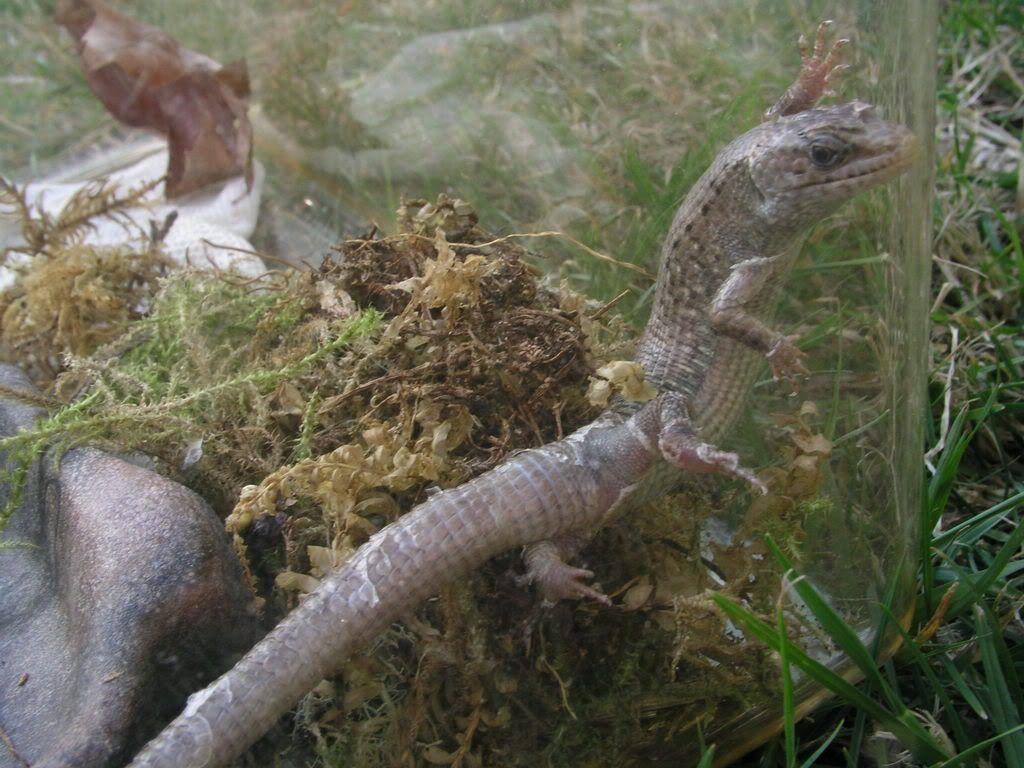 Northern Alligator Lizard