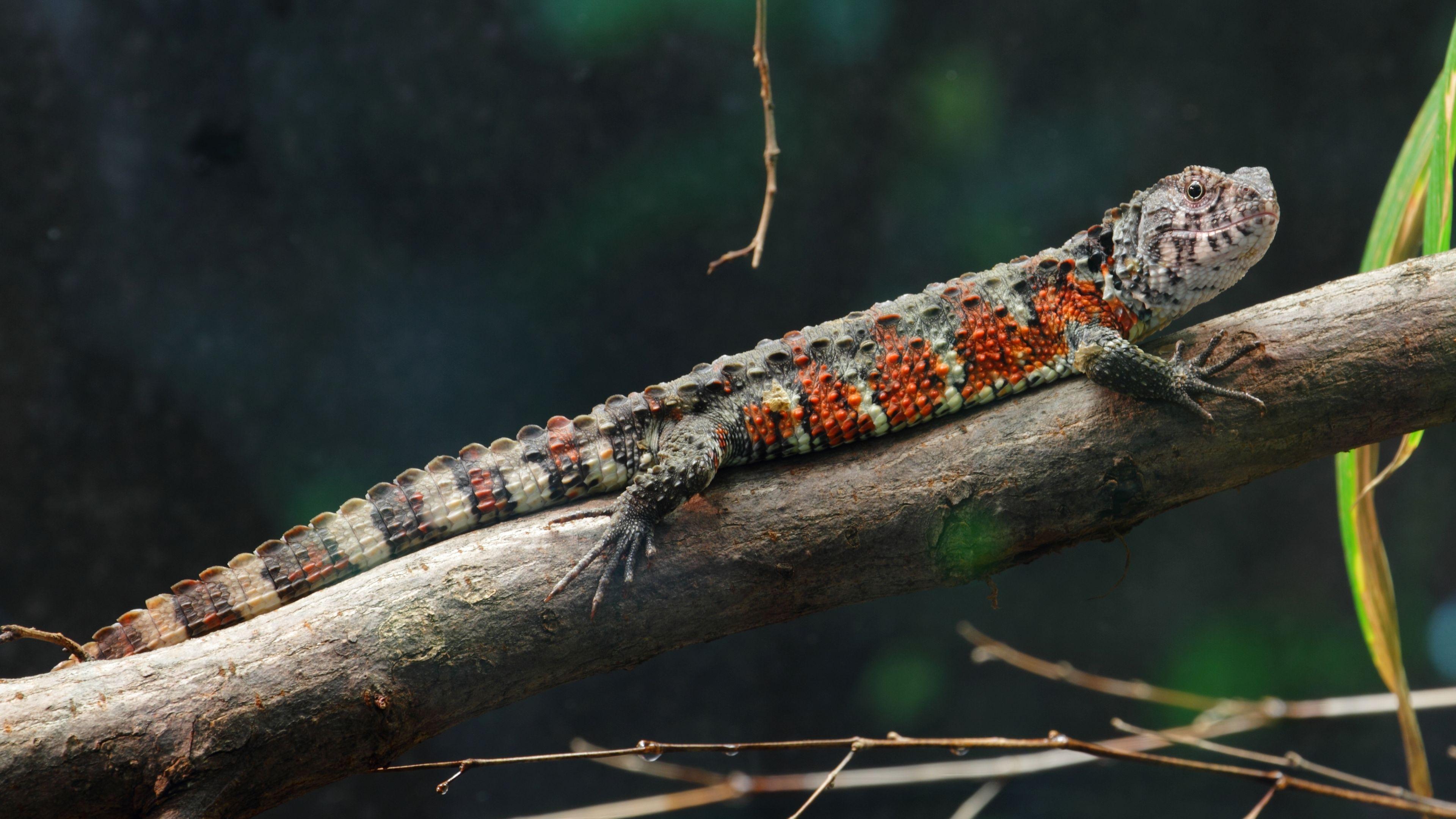 Chinese Crocodile. HD Lizard Wallpaper. Crocodile