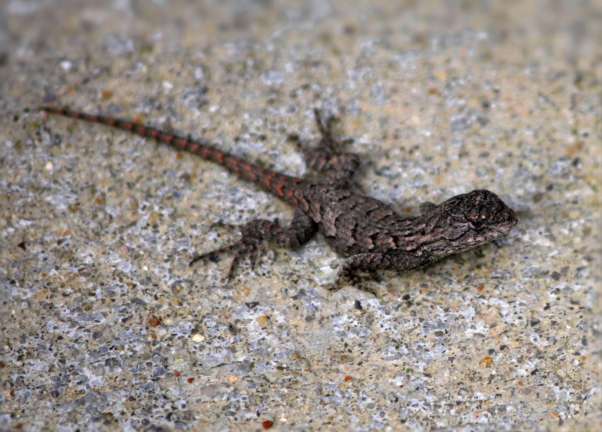 grey lizard free image