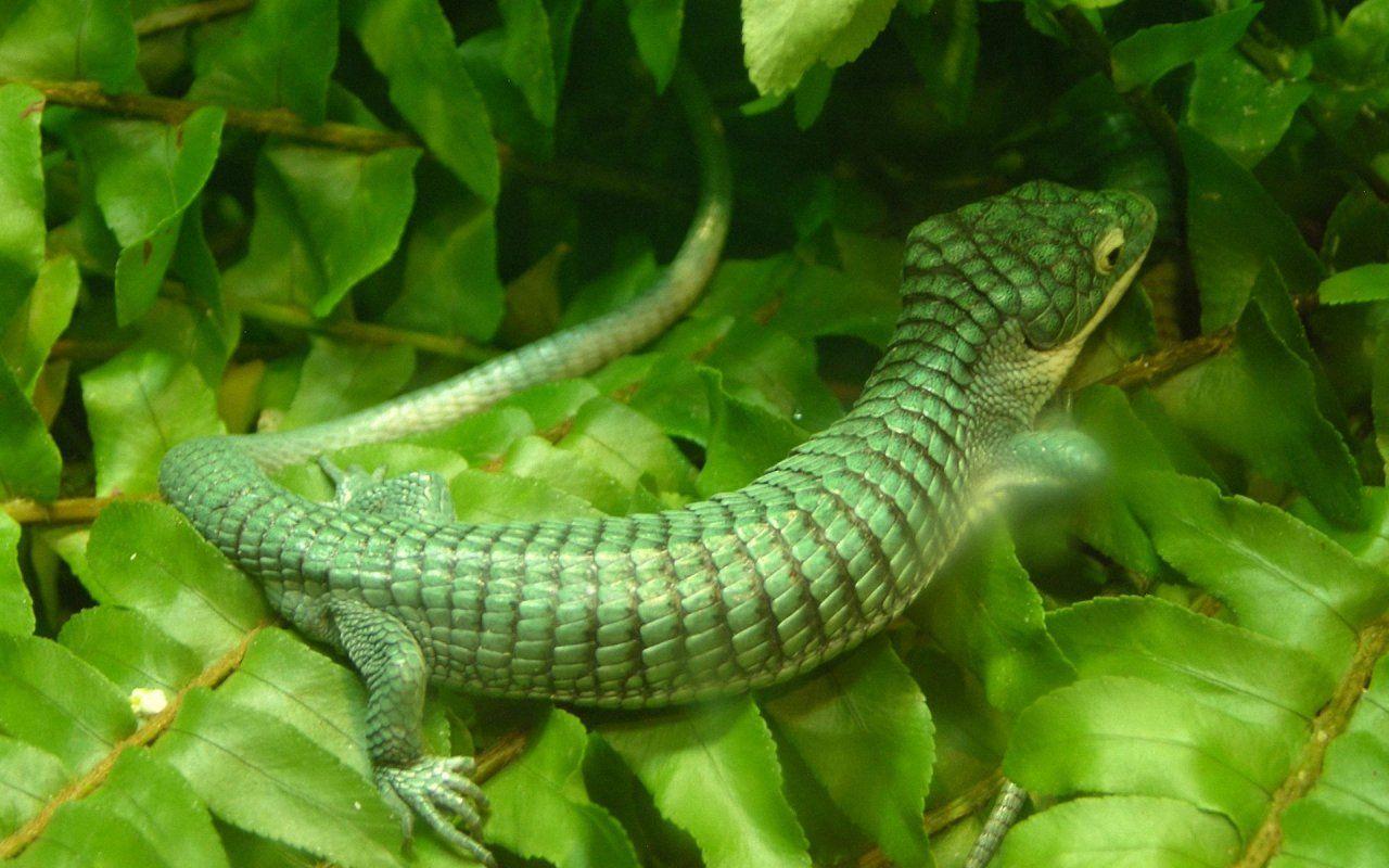 Top Wallpaper 2016: Free Lizard Wallpaper, Best Free Lizard Pics