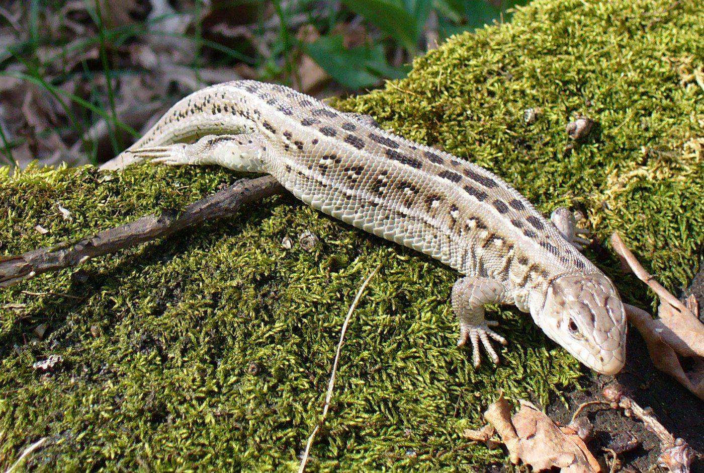 Sand Lizard Wallpaper in Widescreen