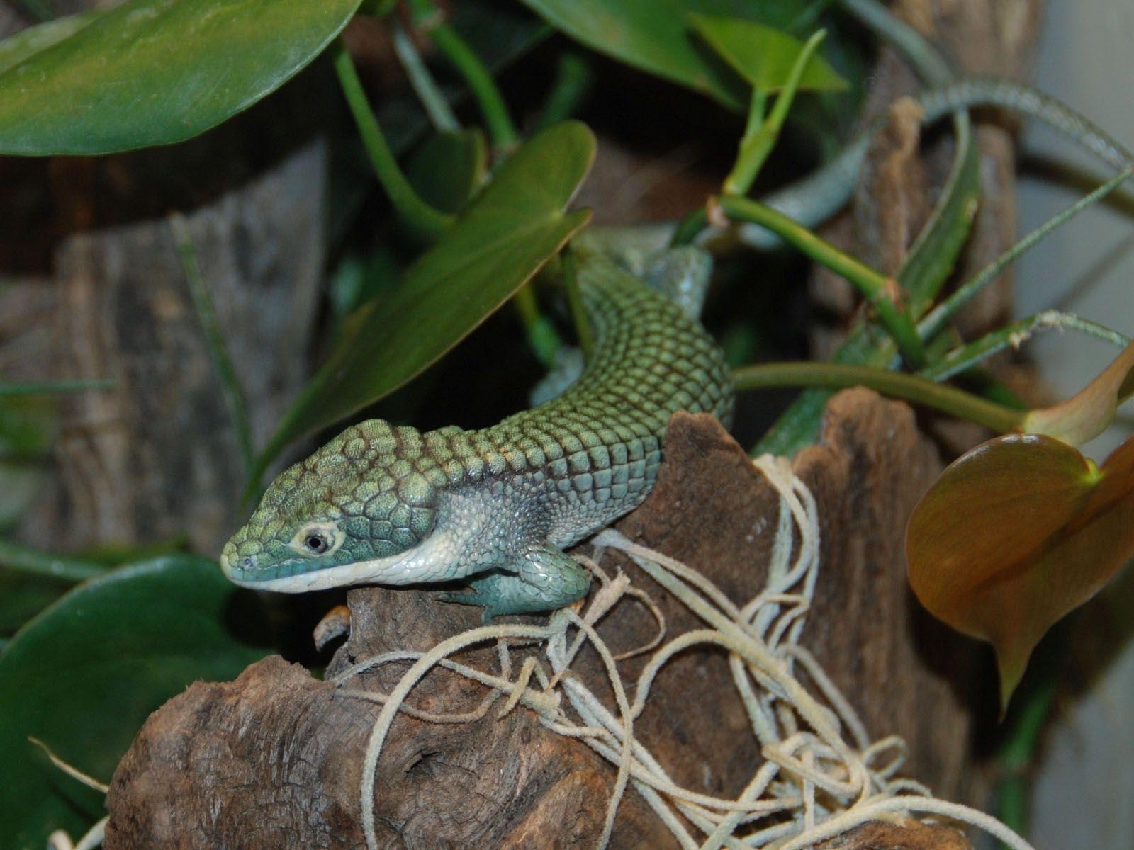 The Online Zoo Alligator Lizard