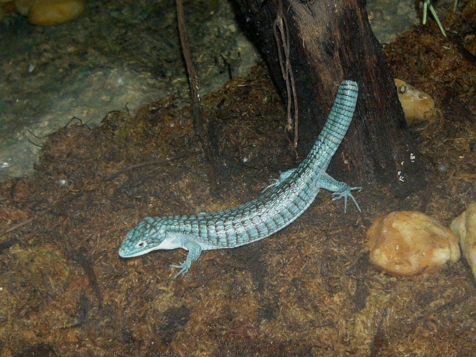 The Online Zoo Alligator Lizard