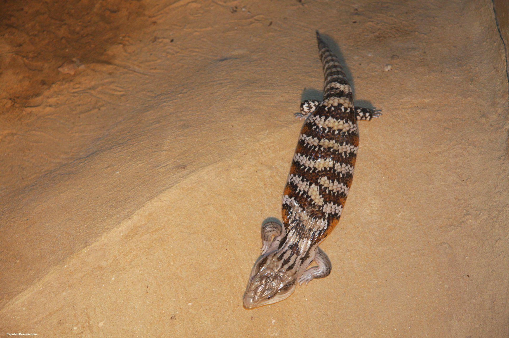 Desert lizard hi def background image Wallpaper Collection