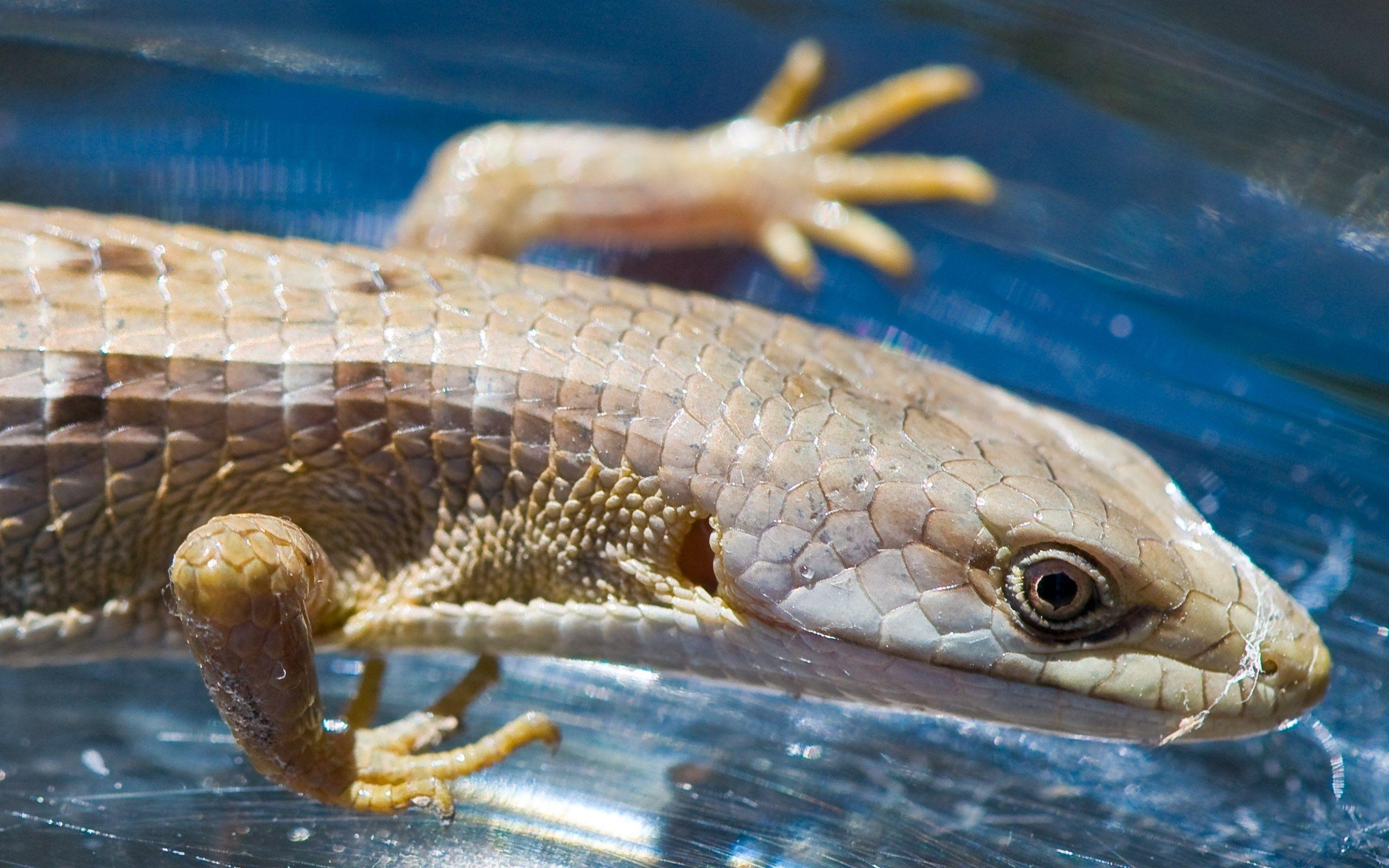 computer wallpaper for lizardx1200 kB