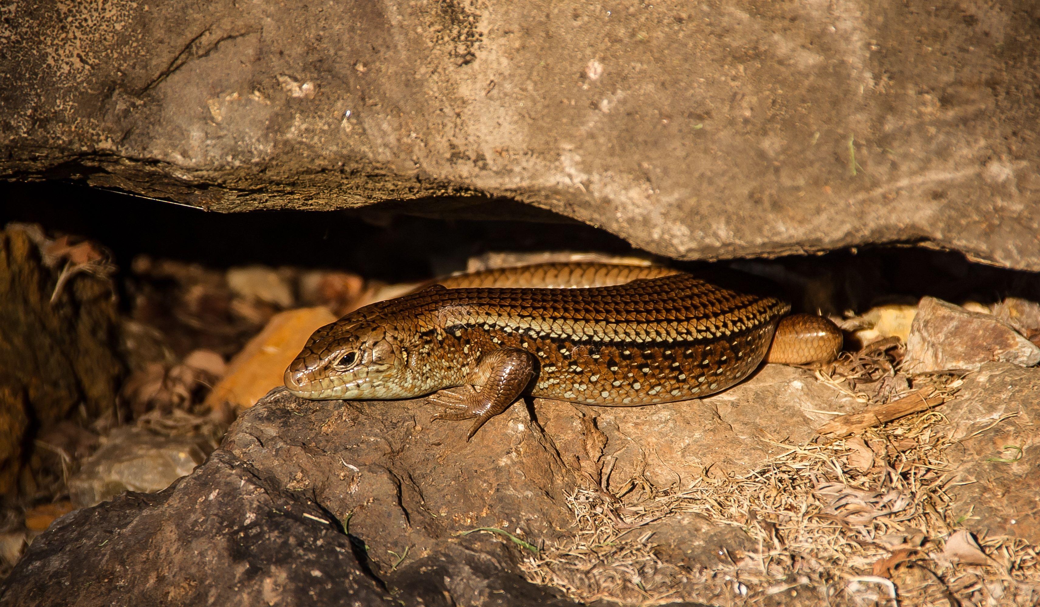 skink lizard free image