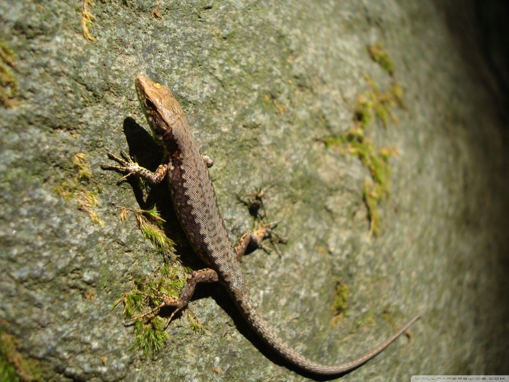 Alligator Lizard Wallpapers - Wallpaper Cave