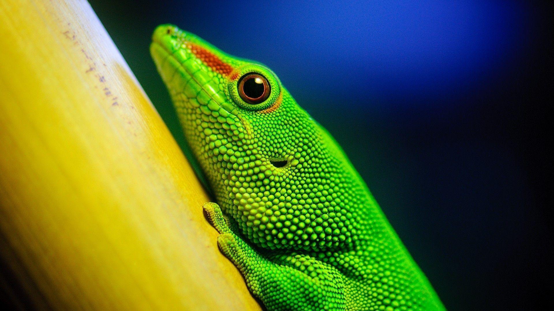 Lizard Wallpaper, Amazing Lizard Wallpaper Collection 47