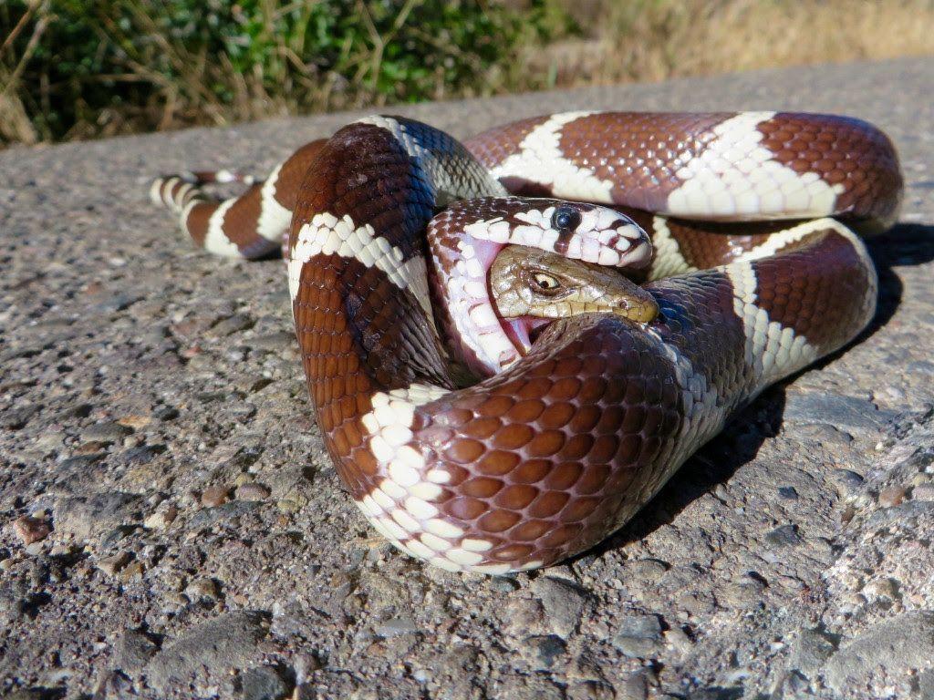 Alligator Lizard fighting back from the belly of a Kingsnake