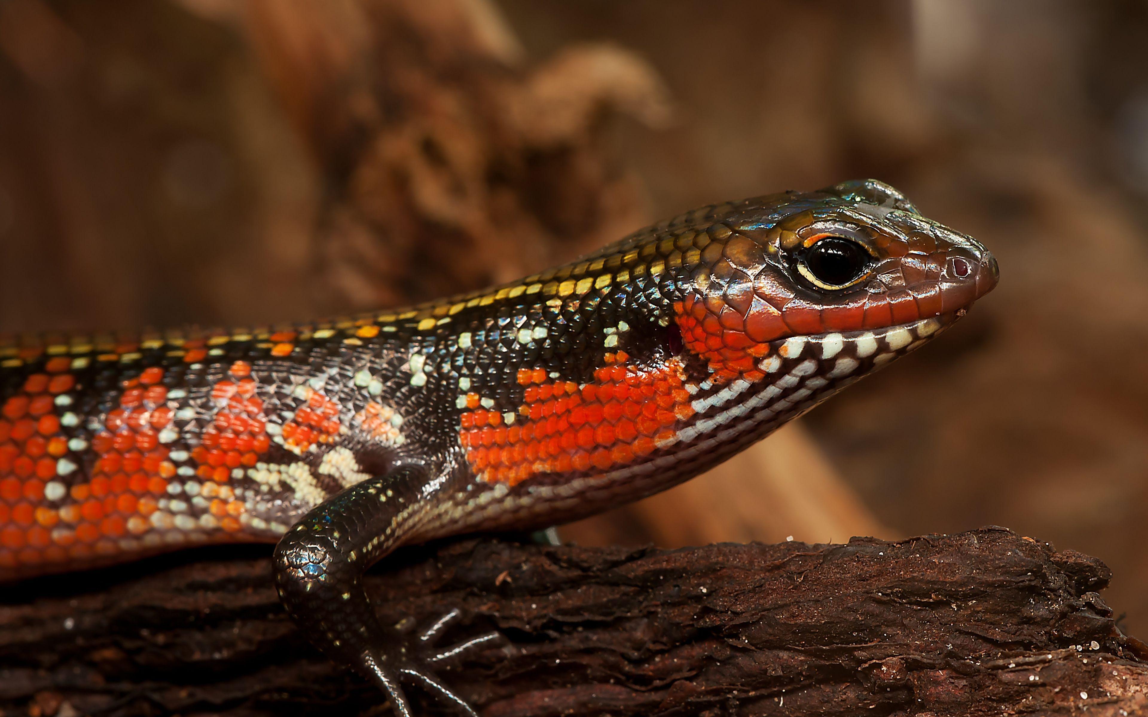Download Wallpaper 3840x2400 Skink, Lizard, Reptile, Color Ultra