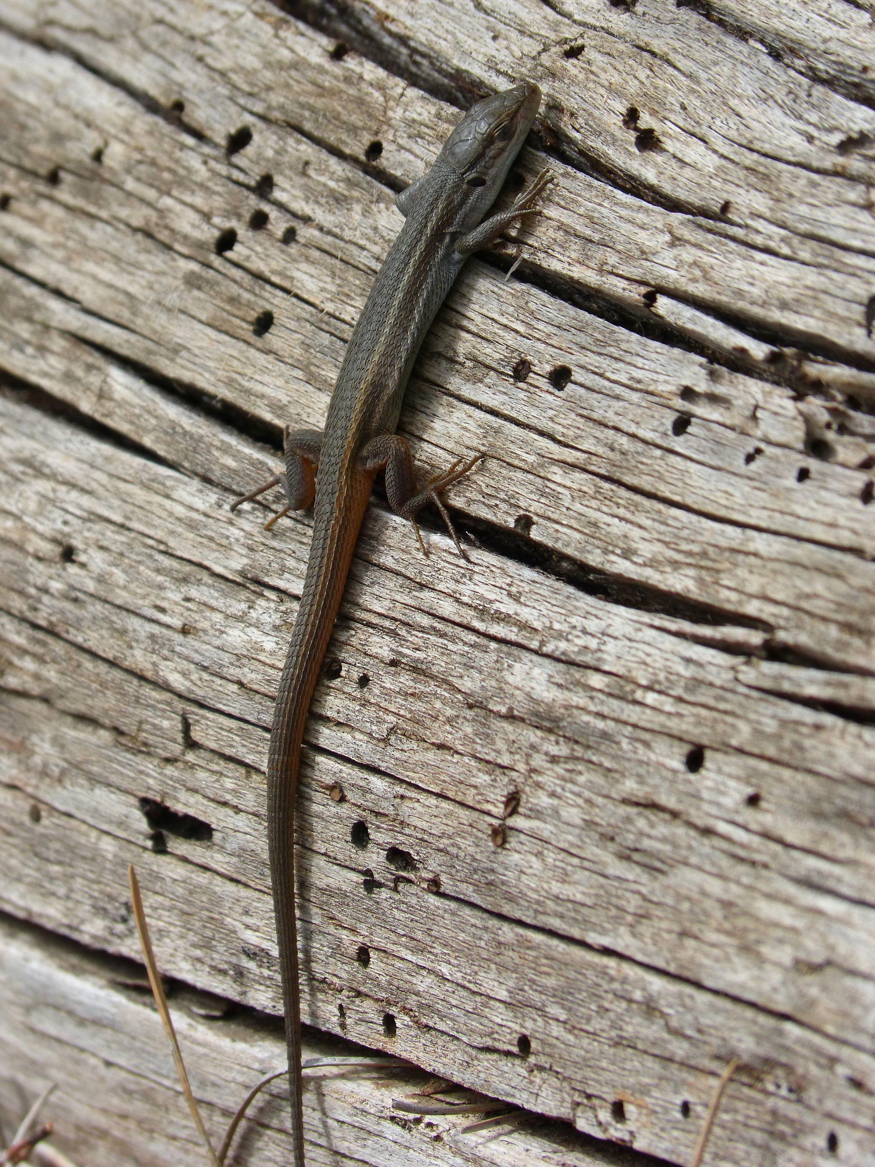 grey lizard free image