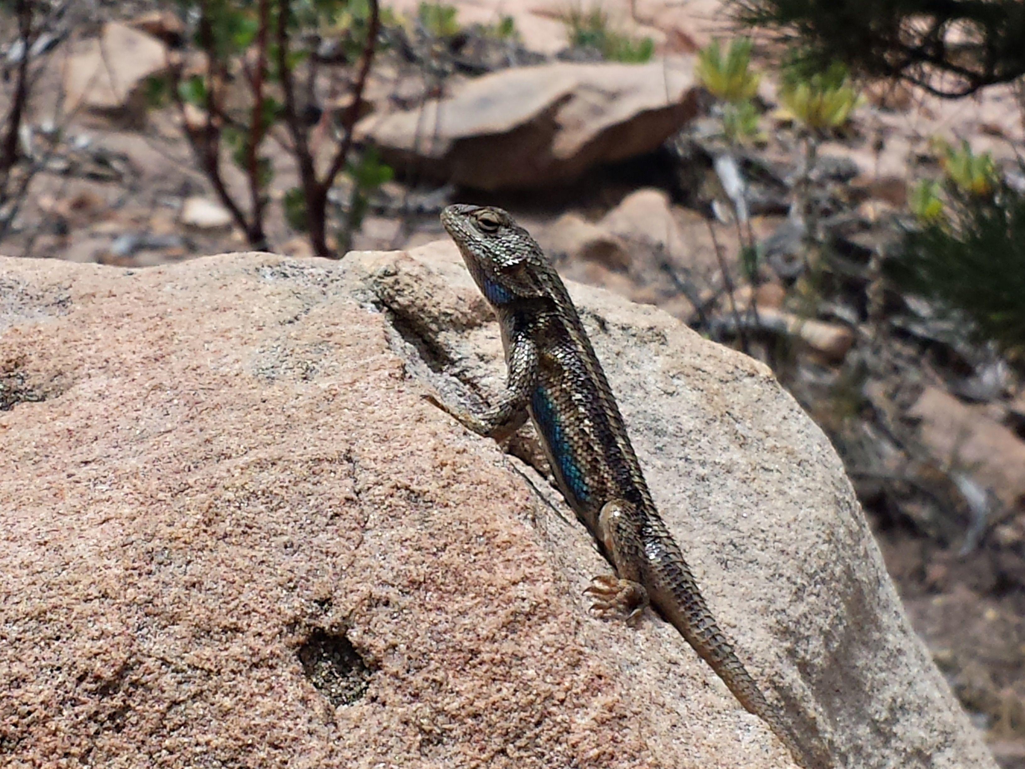 gray lizard free image
