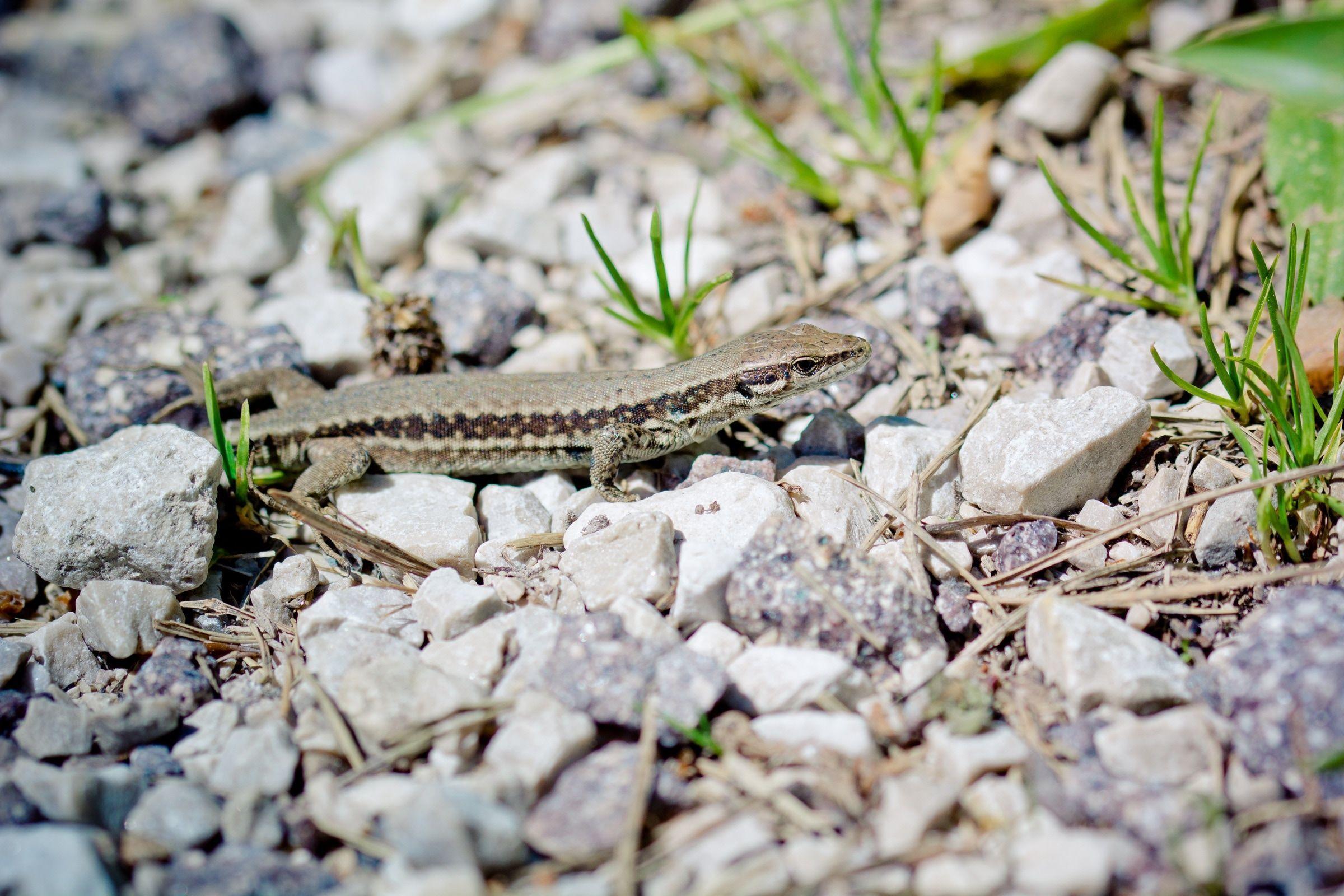 grey lizard during daytime free image