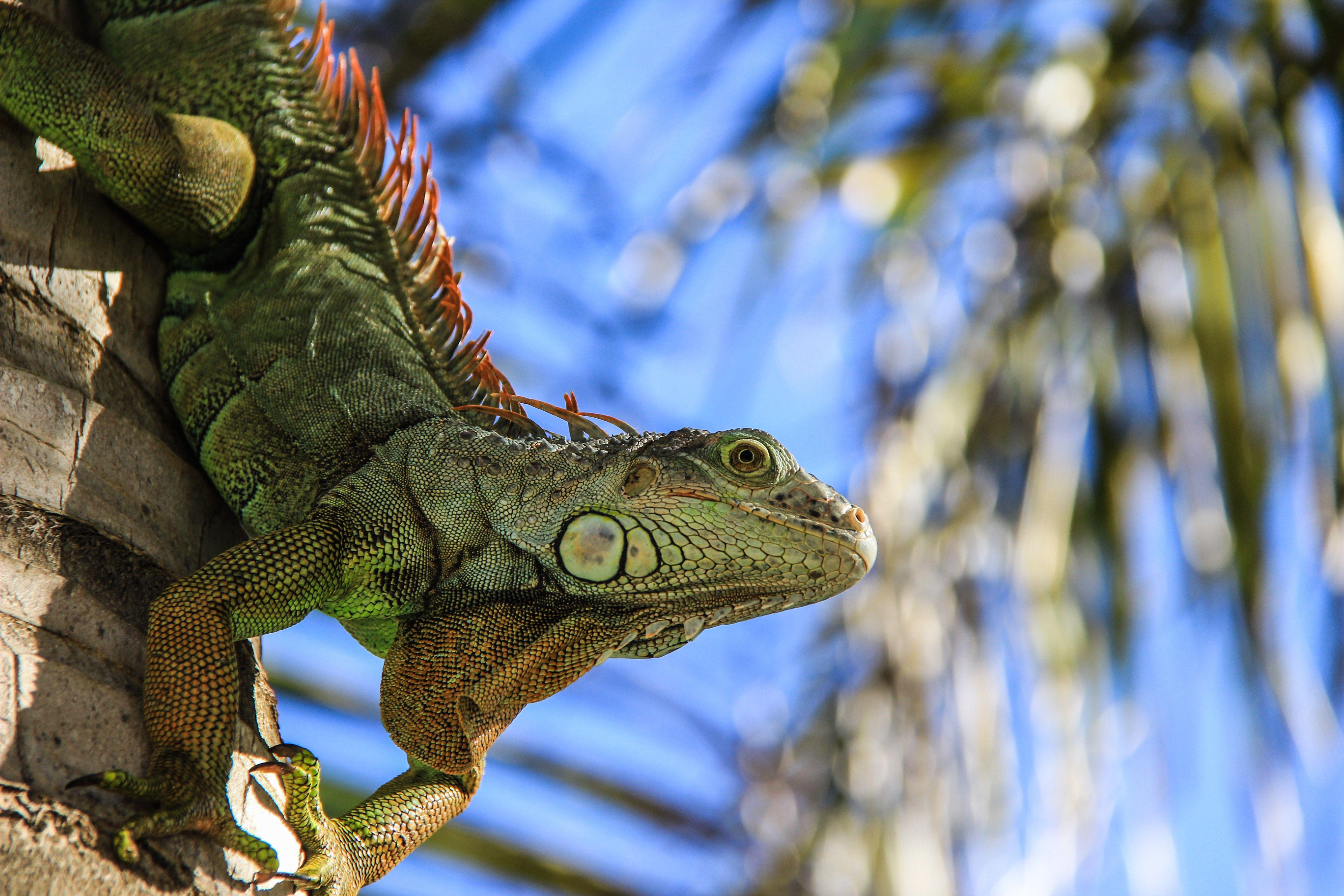 common iguana lizard wallpaper download high resolution. HD