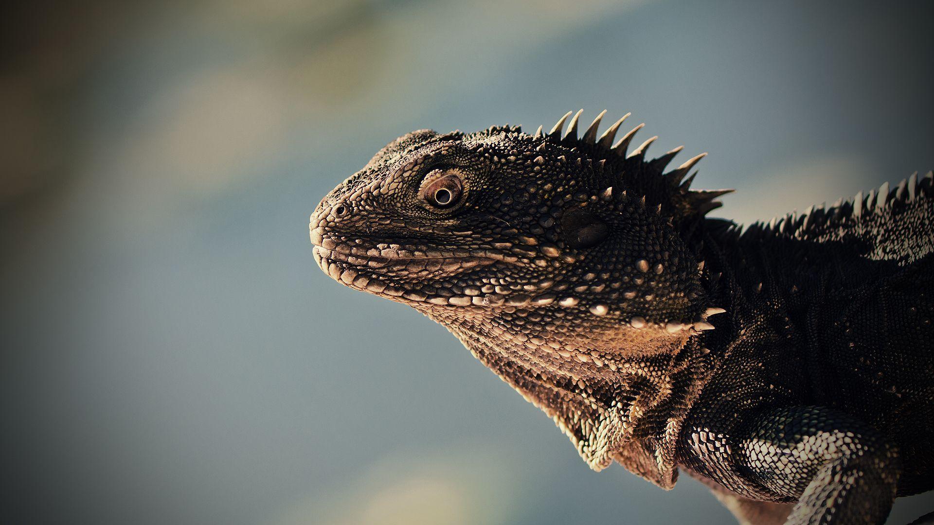 Lizard Wallpaper, Amazing Lizard Wallpaper Collection 47